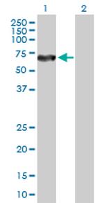 DPYSL5 Polyclonal Antibody, MaxPab™