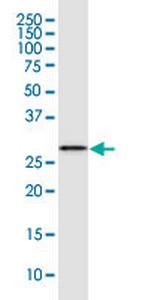 LXN Monoclonal Antibody (8H5)
