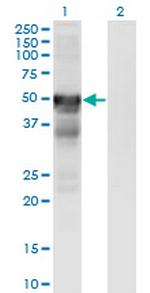 RGMA Monoclonal Antibody (6D7)