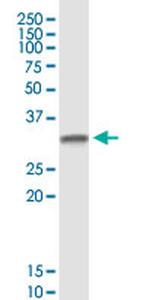 DTWD1 Antibody in Western Blot (WB)