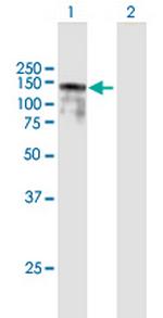 BBX Polyclonal Antibody, MaxPab™