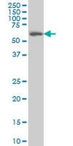 CABC1 Antibody in Western Blot (WB)