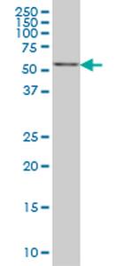 CABC1 Antibody in Western Blot (WB)
