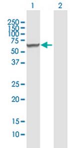 RARSL Polyclonal Antibody, MaxPab™