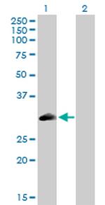 PLSCR3 Polyclonal Antibody, MaxPab™