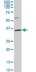 PLSCR3 Monoclonal Antibody (4B5)