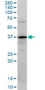 PLSCR3 Monoclonal Antibody (4F5)