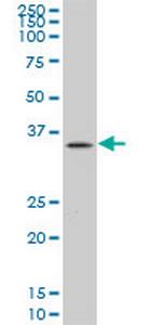 PLSCR3 Monoclonal Antibody (1B5)