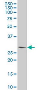 PLSCR3 Monoclonal Antibody (2C8)