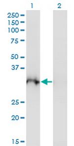 PLSCR3 Monoclonal Antibody (4D11)