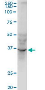 AVEN Monoclonal Antibody (2B10)