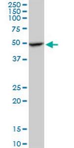 C20orf3 Antibody in Western Blot (WB)