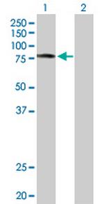SCYL3 Polyclonal Antibody, MaxPab™