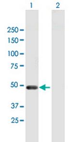 PELI2 Polyclonal Antibody, MaxPab™