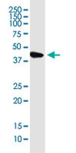 KIAA1191 Monoclonal Antibody (2F7)