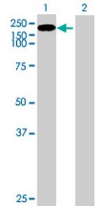 CSRP2BP Polyclonal Antibody, MaxPab™