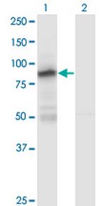 ZNF287 Antibody in Western Blot (WB)