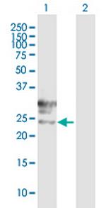 TMEM27 Polyclonal Antibody, MaxPab™