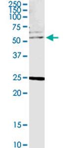 CLK4 Antibody in Western Blot (WB)