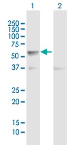 CLK4 Polyclonal Antibody, MaxPab™