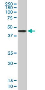 NDRG2 Monoclonal Antibody (1D12)