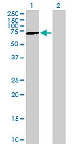 GATAD2B Polyclonal Antibody, MaxPab™