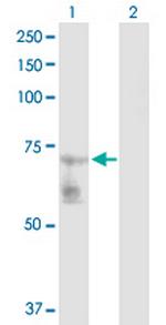 GATAD2B Polyclonal Antibody, MaxPab™