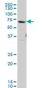 GATAD2B Monoclonal Antibody (4C4)