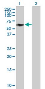 ZNF490 Polyclonal Antibody, MaxPab™