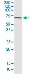 AHRR Antibody in Western Blot (WB)