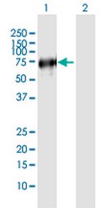 VISA Polyclonal Antibody, MaxPab™