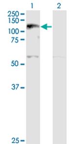 XPO5 Antibody in Western Blot (WB)