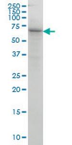 COG6 Monoclonal Antibody (5B5)