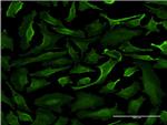 SRGAP1 Monoclonal Antibody (5D10)
