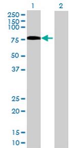 SIPA1L2 Polyclonal Antibody, MaxPab™