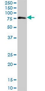ZNF471 Polyclonal Antibody, MaxPab™
