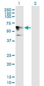 HOMEZ Polyclonal Antibody, MaxPab™