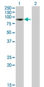 KIAA1467 Polyclonal Antibody, MaxPab™