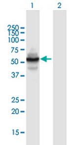 ZNF492 Polyclonal Antibody, MaxPab™