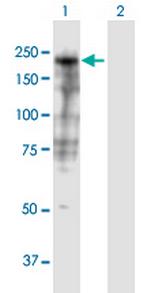 SHROOM3 Polyclonal Antibody, MaxPab™