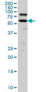 POGK Monoclonal Antibody (1A9)