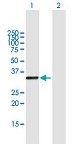 KIAA1530 Polyclonal Antibody, MaxPab™