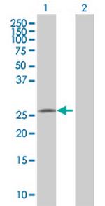 MIER1 Polyclonal Antibody, MaxPab™