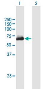 METTL14 Polyclonal Antibody, MaxPab™