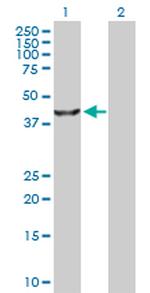 TRIB3 Polyclonal Antibody, MaxPab™