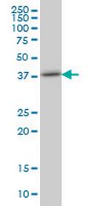 TRIB3 Monoclonal Antibody (2F7)
