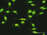 KIAA1967 Polyclonal Antibody, MaxPab™