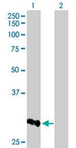 CCNB1IP1 Polyclonal Antibody, MaxPab™