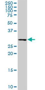 PCTP Antibody in Western Blot (WB)