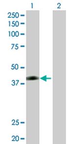 JAM2 Polyclonal Antibody, MaxPab™